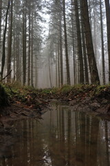 Pfütze im nebeligen Wald