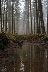 Pfütze im nebeligen Wald