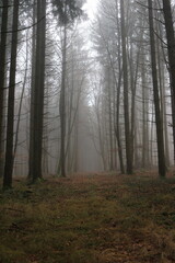 Nebeliger Wald