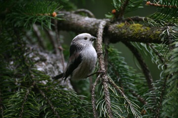 Long-tailed tit (Aegithalos caudatus) codibugnolo