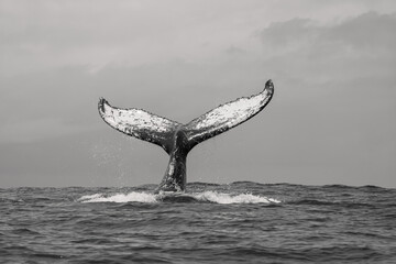 black and white whale tail © George