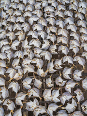 Vertical closeup view of silver pomfret fish aka pampus argenteus drying outdoors on bamboo rack, Maheshkhali island, Cox's Bazar, Bangladesh	