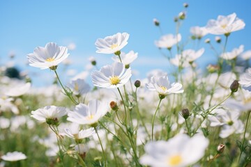 White flowers blooming in the field in spring.