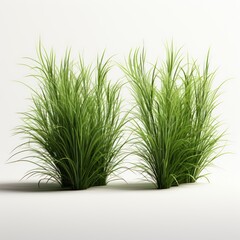 Bunches of grass on a transparent background.  rendering.