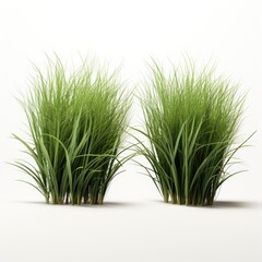 Bunches of grass on a transparent background.  rendering.