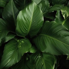 abstract green leaf texture, nature background, tropical leaf