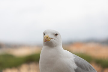 close up of a seagull