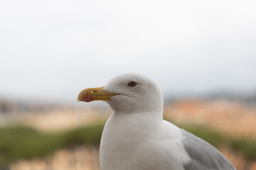 close up of a seagull