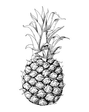 Hand drawn monochrome pineapple fruit