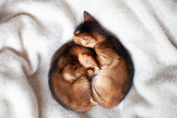 Two little red kittens sleeping on a warm knitted blanket. Concept of love, St. Valentines day, sweet dreams, good morning concept. Selective soft focus.
