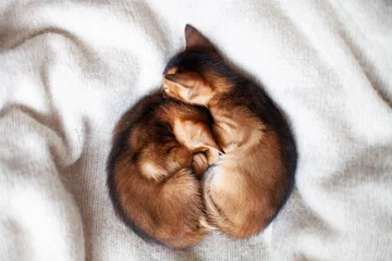 Fotobehang Two little red kittens sleeping on a warm knitted blanket. Concept of love, St. Valentines day, sweet dreams, good morning concept. Selective soft focus. © Natallia