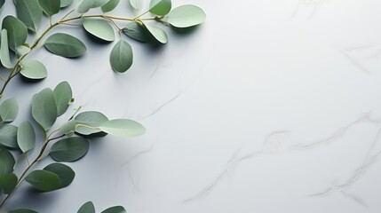 Eucalyptus branches on pastel gray background with copy space Top view. Mockup image