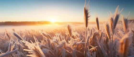 Spring frosts damaged winter crops and frozen plants in the meadow at sunrise affecting the sowing of wheat in agricultural fields covered with hoarfrost during the spring campaign - obrazy, fototapety, plakaty