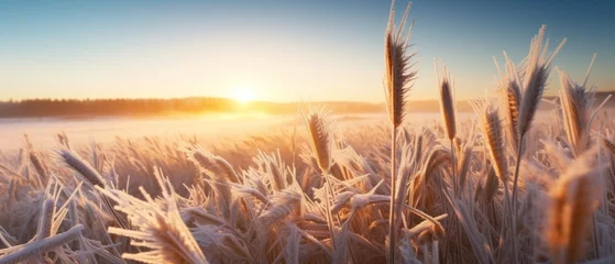 Fotobehang Spring frosts damaged winter crops and frozen plants in the meadow at sunrise affecting the sowing of wheat in agricultural fields covered with hoarfrost during the spring campaign © Tisha