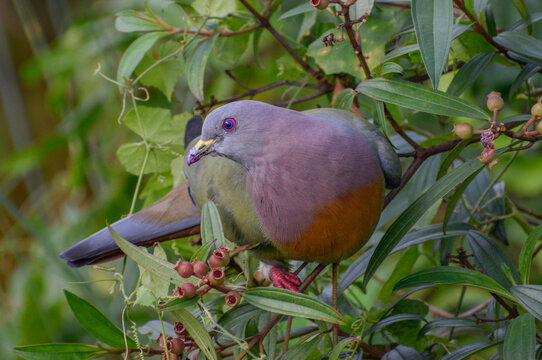 Pink-necked green pigeon photographed in the western part of Singapore.