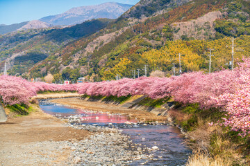 河津町の春景色　河津川沿いに咲く河津桜並木【静岡県】　
A famous place for cherry blossoms. Spring scenery of Kawazu Town - Shizuoka, Japan
