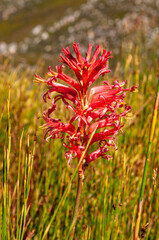 fynbos landscape, proteas, restios and ericas in the natural beauty of the western cape, south africa