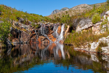 doringriver fynbos landscape, proteas, restios and ericas in the natural beauty of the western...