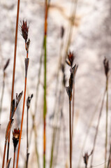 doringriver fynbos landscape, proteas, restios and ericas in the natural beauty of the western cape, south africa