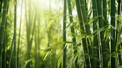 Fototapeta na wymiar Bamboo forest background, green leaves with space for text.