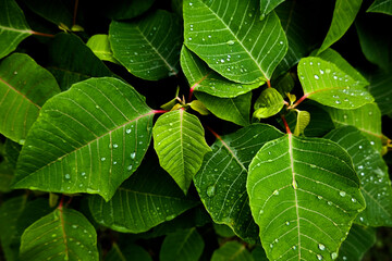 Leaf patterns with dark shadows are suitable for natural and environmental themes