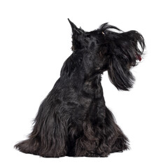 Cute adult solid black Scottish Terrier dog, sitting up facing front. Ears up, tongue out, and looking side ways showing profile. Isolated cutout on a transparent background.