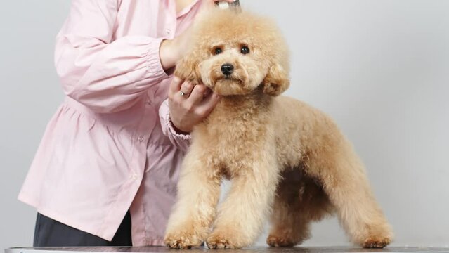Groomer grooms little cute poodle puppy with trimmer. A woman doing her hair at a pet hairdresser in a grooming salon. Beautiful little puppy in a grooming salon or veterinary clinic.