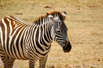 Zebra