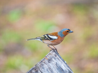 Common chaffinch, Fringilla coelebs, sits on a tree. Common chaffinch in wildlife.