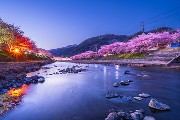春の河津町の夜景　河津川沿いのライトアップされた美しい河津桜【静岡県】　
Night view of Kawazu Town in spring. Beautiful Kawazu cherry blossoms lit up along the Kawazu River - Shizuoka, Japan