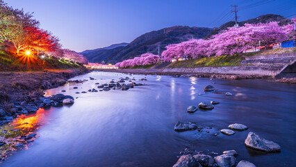 春の河津町の夜景　河津川沿いのライトアップされた美しい河津桜【静岡県】　
Night view of Kawazu Town in spring. Beautiful Kawazu cherry blossoms lit up along the Kawazu River - Shizuoka, Japan