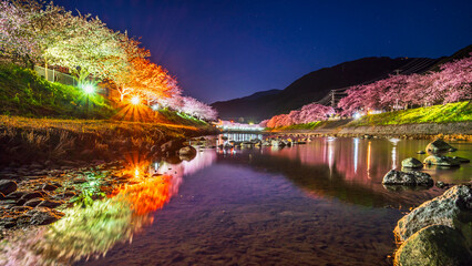 春の河津町の夜景　河津川沿いのライトアップされた美しい河津桜【静岡県】　
Night view of Kawazu Town in spring. Beautiful Kawazu cherry blossoms lit up along the Kawazu River - Shizuoka, Japan
