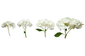 White hydrangea flowers collection. Set of Hydrangea flower. flower elements.