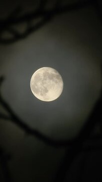 Full moon with flying clouds behind the branches of a tree on a dark cloudy night. Shooting through a telephoto lens. Soft selective focus