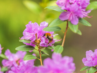 Obraz premium Pink flowers of Siberian rhododendron copy space. Rhododendron dauricum. Spring flowering of Altai rhododendron.