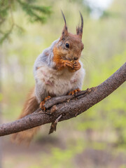 The squirrel with nut sits on a branches in the spring or summer.