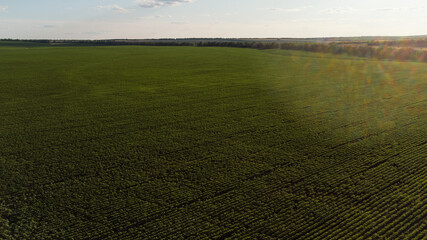A green farmer's field at sunset