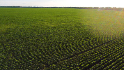 A green farmer's field at sunset
