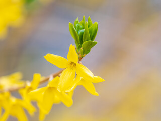Forsythia. Blooming forsythia bush. Yellow flower on a branch of forsythia.