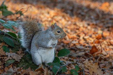squirrel in the park