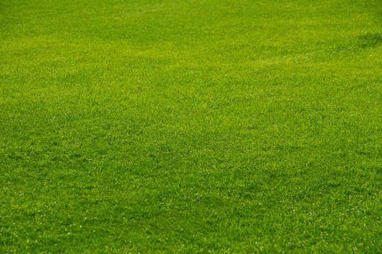 Green grass Nature texture background
