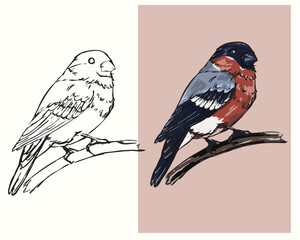 vector coloring bird bullfinch sitting on a branch