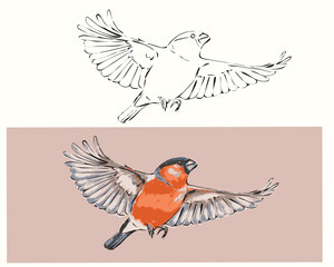 vector coloring bird bullfinch in flight