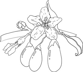 Hand drawn Goji berries. Engraving vector illustration isolated on white background. Superfood berry element for label, poster, coloring pages