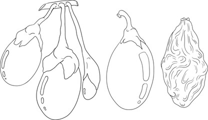 Hand drawn Goji berries. Engraving vector illustration isolated on white background. Superfood berry element for label, poster, coloring pages