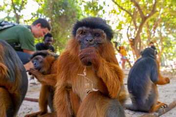małpa, park małp, Afryka, Gambia, oswojona