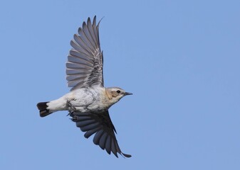 Northern Wheatear Soaring with Wings Spread