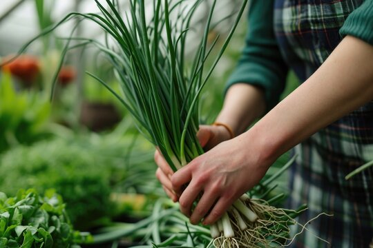 A person is holding a bunch of fresh green onions. This image can be used to depict healthy eating, cooking, or ingredients for a recipe