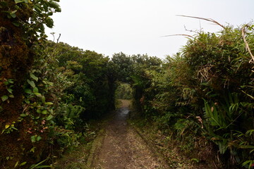 A natural arch from the branches of a tropical forest in a wet forest in Monteverde. Costa Rica.