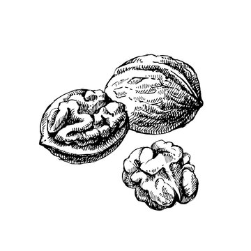 Hand drawn sketch walnut nut vector isolated illustration